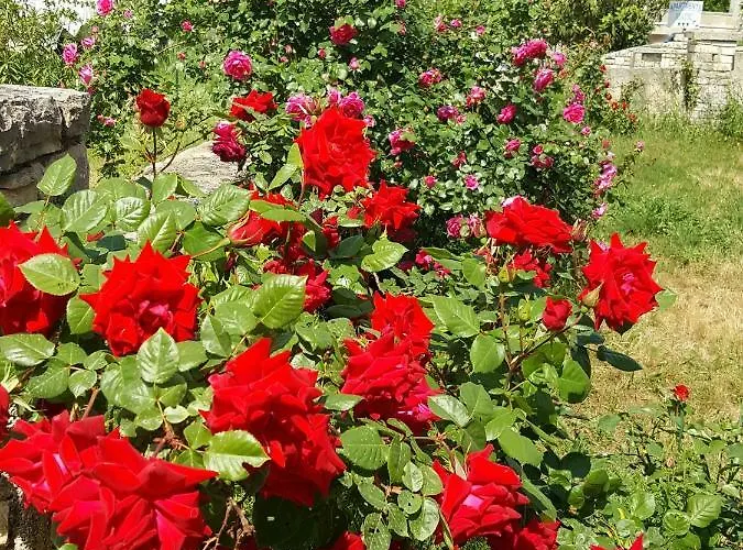 Apartmani Koin Apartman *